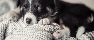 chien douleurs aux yeux